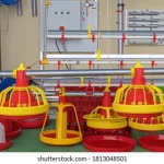 Poultry Supplies