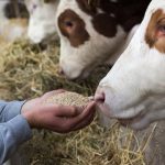 Animal Feeds